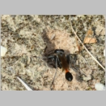 Ammophila sabulosa - Sandwespe 65b geschaedigte Sandwespe blickt in ihr jetzt leeres Nest - Sandgrube-Niedringhaussee.jpg